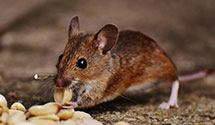 24 Hour & Emergency Exterminators in Venice, FL